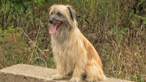 Pyrenean Sheepdog Dog Breed Information Purina